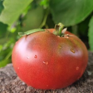 Soiul de tomate Tulla sună ca o opțiune minunată pentru grădinarii care caută tomate negre cu o aromă distinctă .