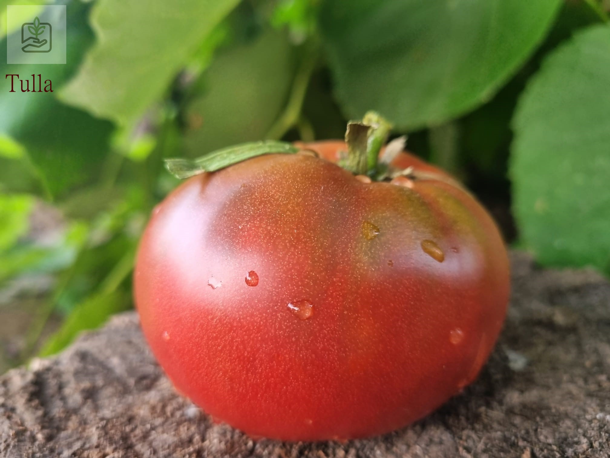Soiul de tomate Tulla sună ca o opțiune minunată pentru grădinarii care caută tomate negre cu o aromă distinctă .