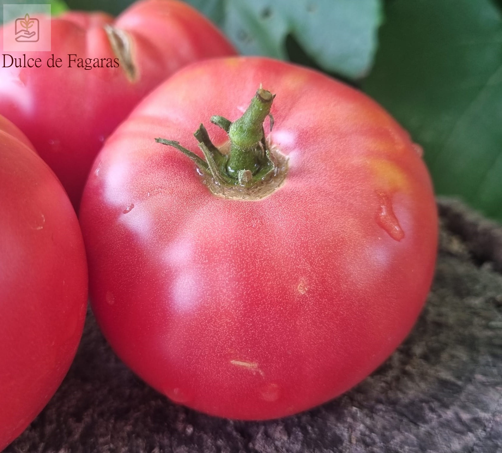 Dulce de Fagaras sună ca un soi delicios de tomate autohtone.