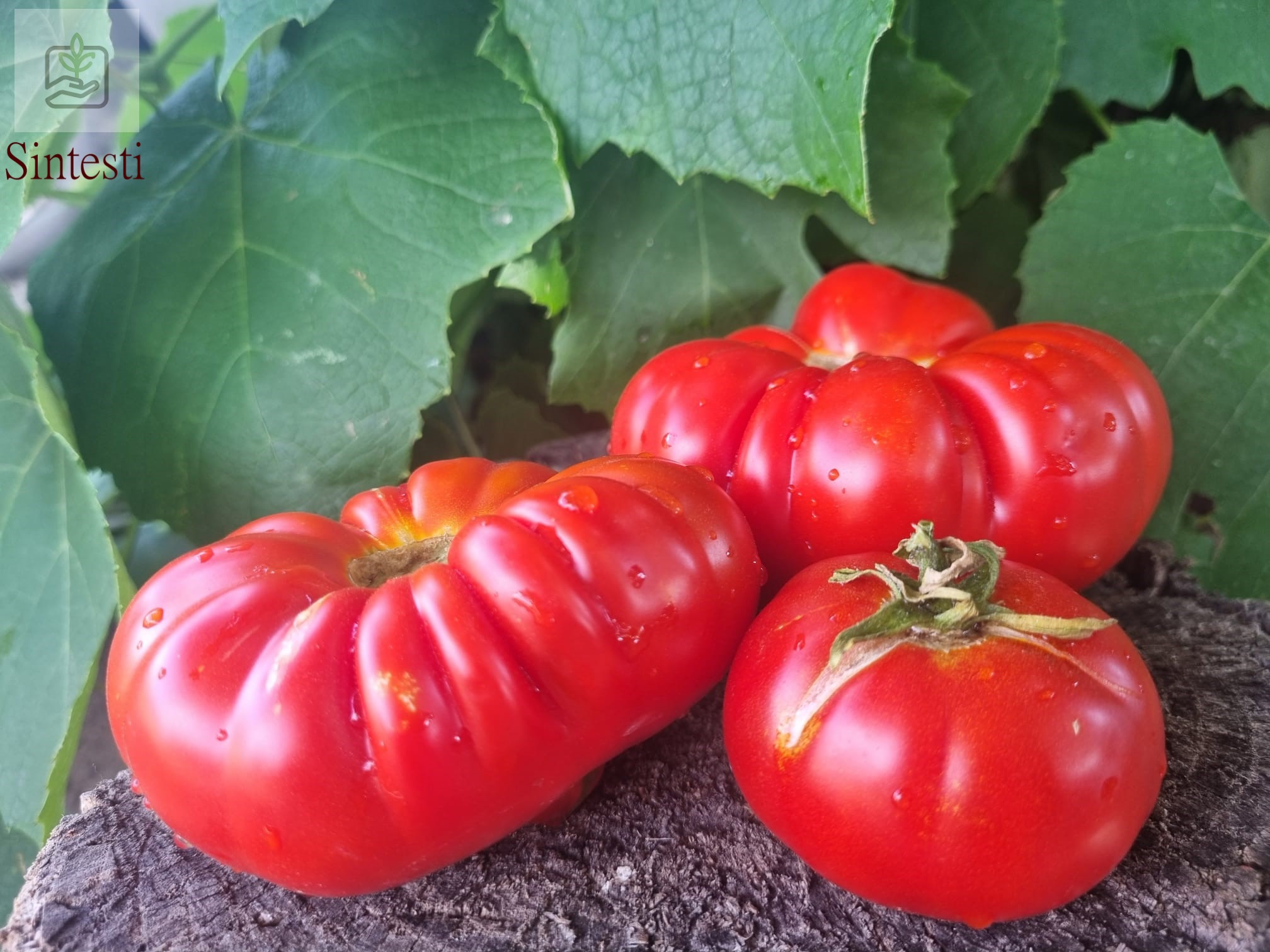 Soiul de tomate cultivat local în zona Vidra-Sintesti pare a fi o alegere excelentă pentru grădinarii din această regiune.