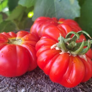 Tomat Costoluto Genovese - un soi foarte vechi de tomate pentru gradina ta