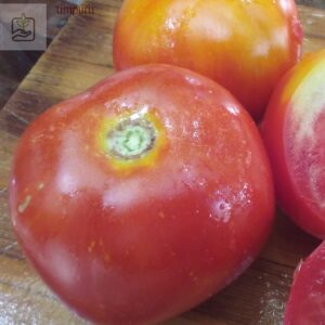 Tomatele timpurii sunt o alegere excelentă pentru grădinarii care doresc să obțină roșii mai devreme în sezon.