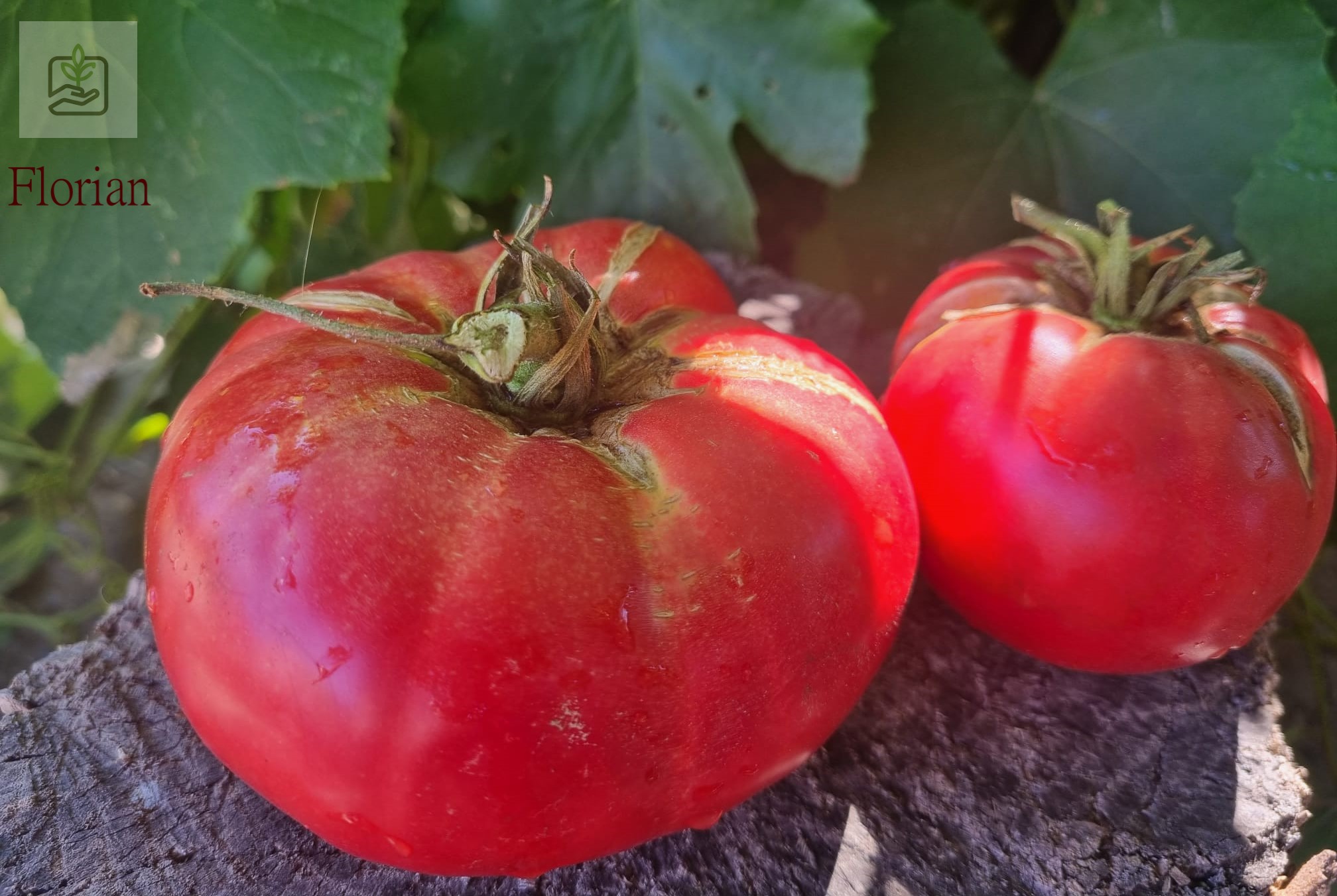 tomate Florian cultivate local in Bulgaria