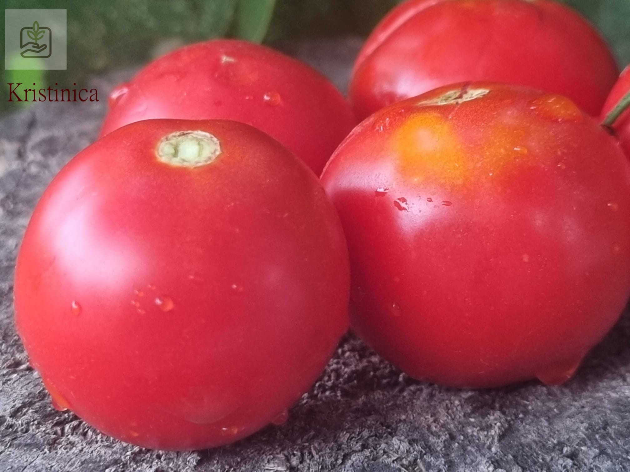 tomate Kristinica pentru gradina ta traditionala