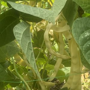 Fasole aurie de Bacau